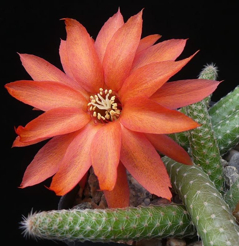 CHAMAECEREUS